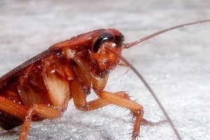 cucarachas enfermedades transmiten