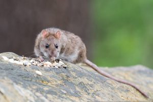 Como eliminar las ratas de tu jardín