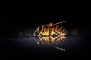 Los hongos entomopatógenos pueden atacar a las abejas