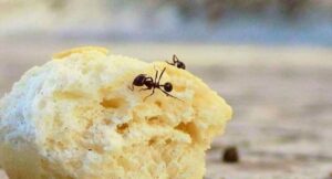 Las hormigas en casa son una plaga molesta de la que es difícil librarse